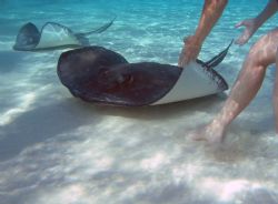 Stingray City Grand Cayman Islands. Olympus 5050 PT-015 h... by Steven Pahel 